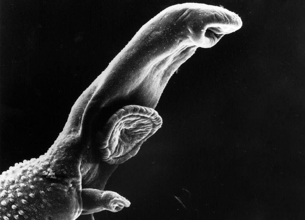 Schistosoma je parazit čiji životni ciklus zahtijeva posrednog domaćina. 