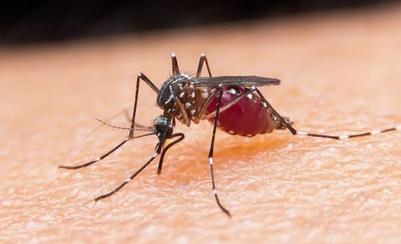 komarac je prijenosnik parazita praživotinja i malarije