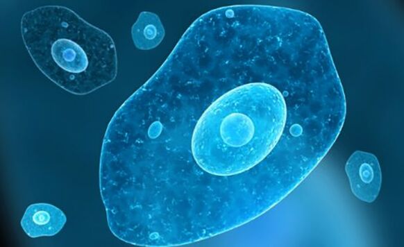 protozojski parazit dizenterija ameba